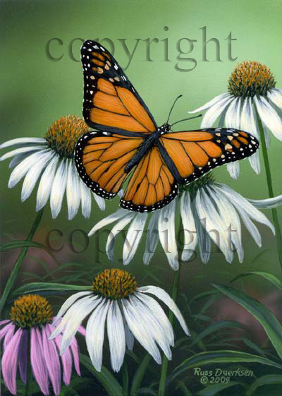 Monarch - Canvas Giclee picture