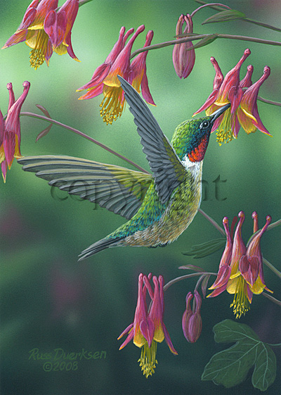 Hummingbird - Giclee Canvas picture