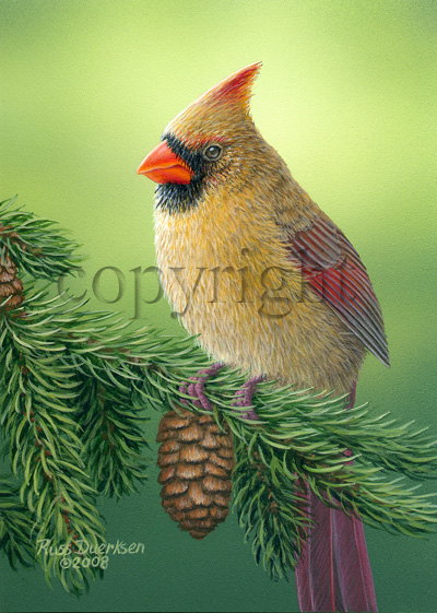 Female Cardinal- Giclee Canvas