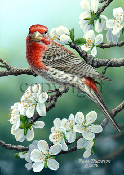 House Finch - Giclee Canvas picture