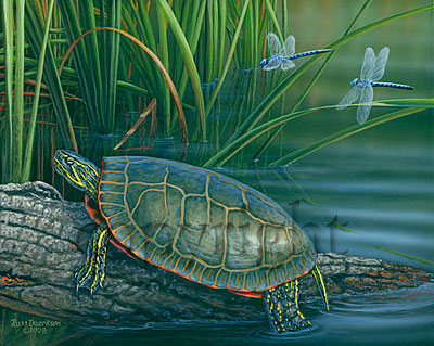 "Pond Life"  - Giclee Canvas