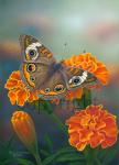 Common Buckeye - Canvas Giclee