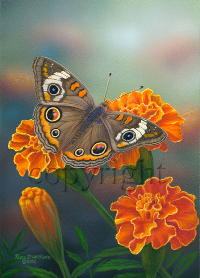 Common Buckeye - Canvas Giclee picture