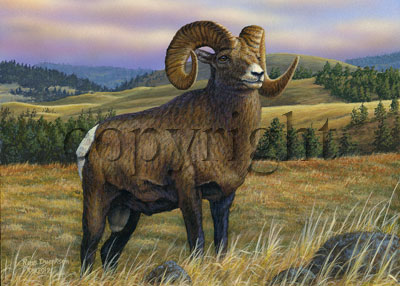 Bighorn Sheep - Giclee Canvas picture