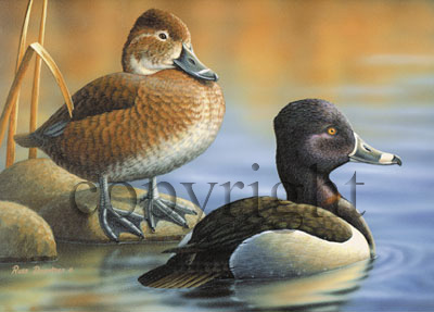 Ringneck Ducks - Giclee Canvas picture