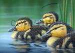 Mallard Chicks - Giclee Canvas