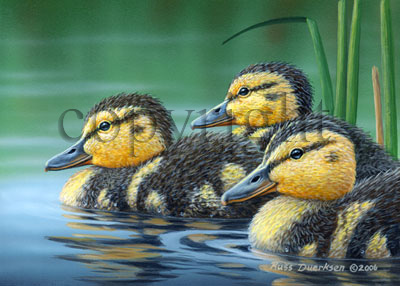 Mallard Chicks - Giclee Canvas picture