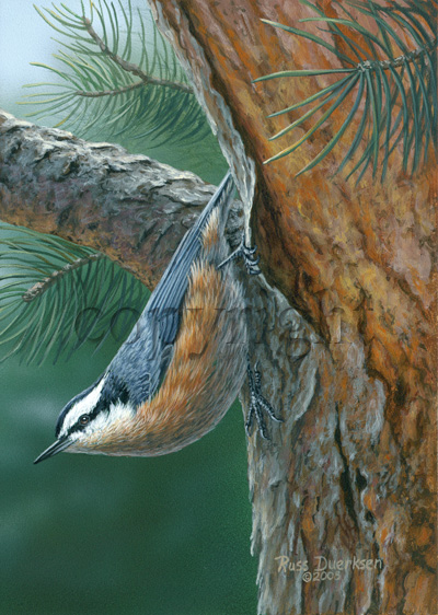 Red-breasted Nuthatch- Giclee Canvas picture