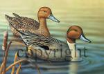 "Prairie Pintails"  - Giclee Canvas