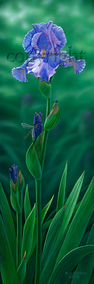 "Spring Beauty"  - Giclee Canvas picture