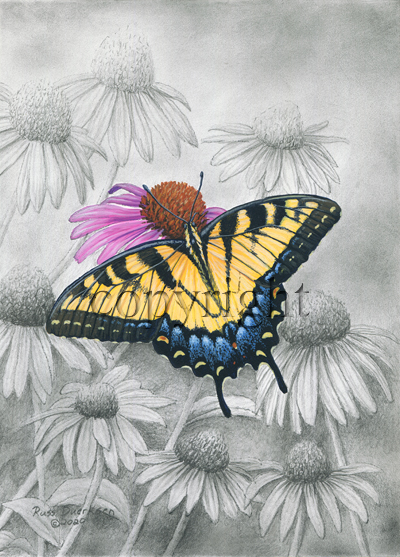 "Tiger Swallowtail"  - Giclee Canvas picture