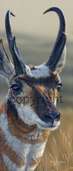 "Up Close - Antelope" - Giclee Canvas