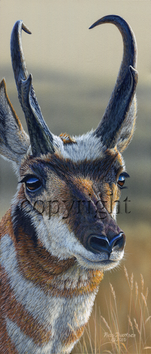 "Up Close - Antelope" - Giclee Canvas picture