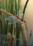 Cherry-faced Dragonfly - Giclee Canvas