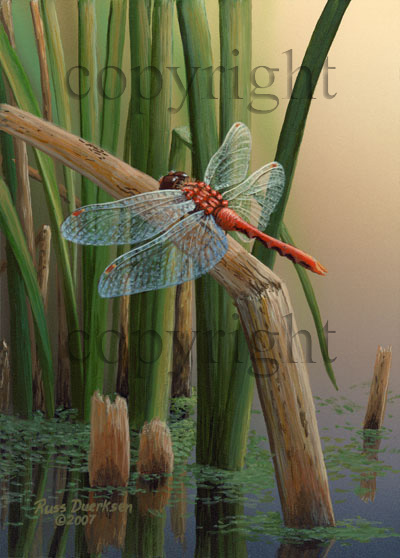 Cherry-faced Dragonfly - Giclee Canvas picture