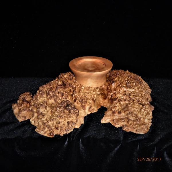 #391 Red Coolibah burl picture