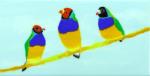 Three Gouldian Finches