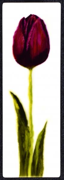 Tulip Queen of Night picture