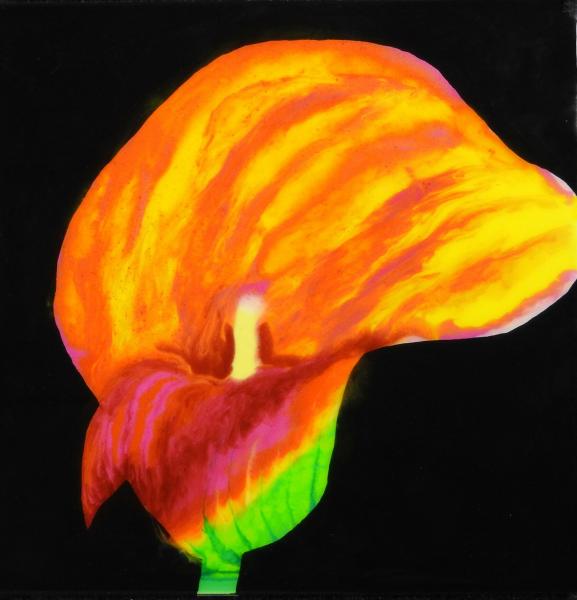 Calla Lily on Black picture