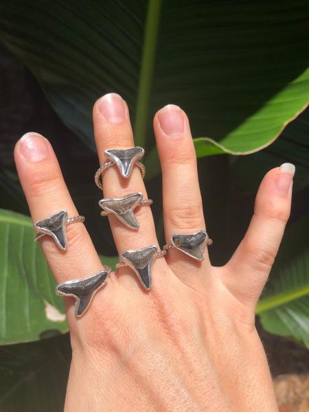 Vazon Shark Tooth Ring in Sterling Silver picture