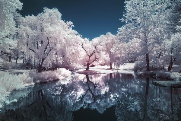 Weeping Willow