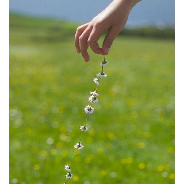 Sterling Silver Clover Necklace picture