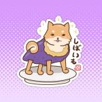 Shiba Imo