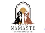 Namaste Bernedoodles