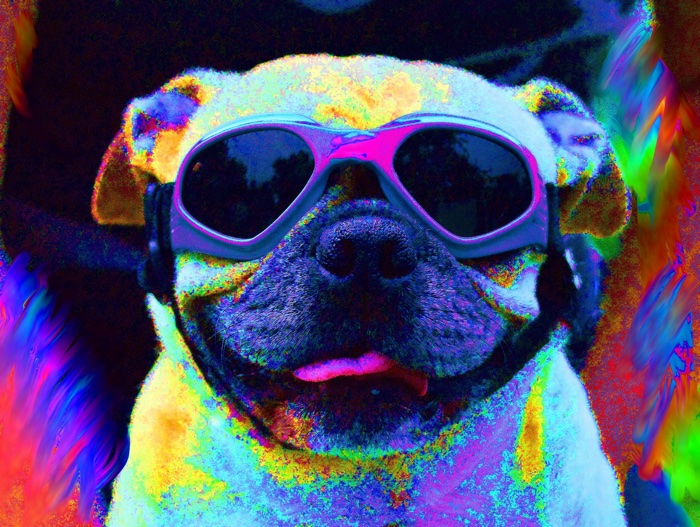 Cool Pug picture