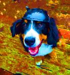 Biker St. Bernese Pup