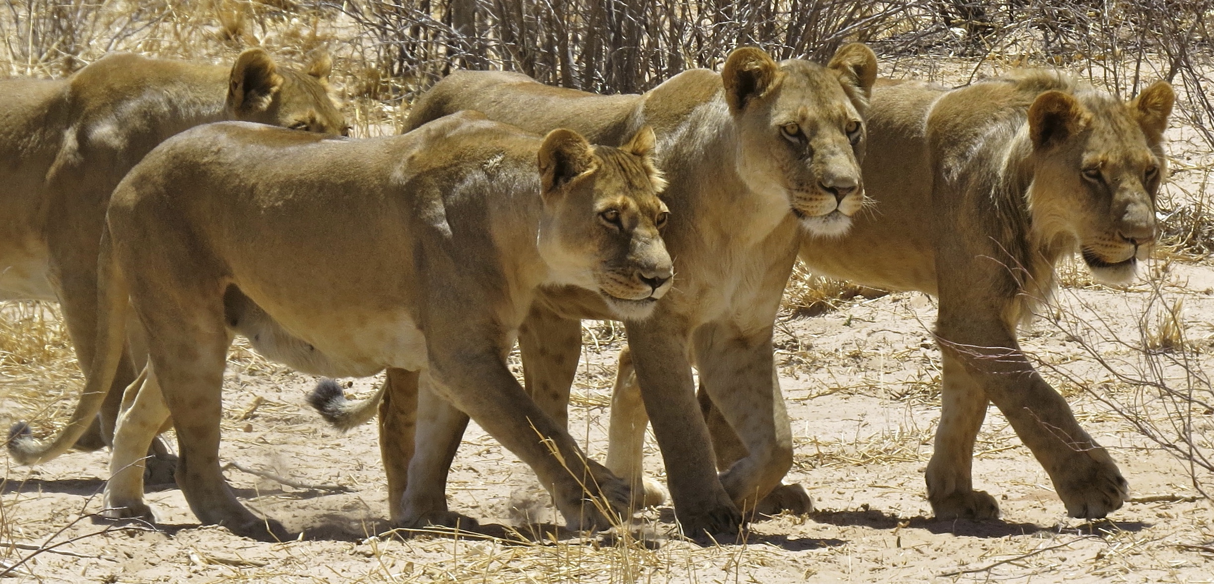 SISTER PRIDE picture