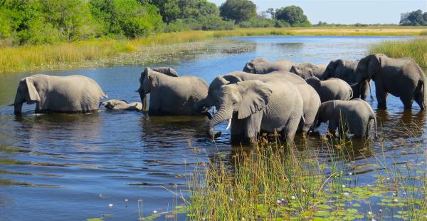 ZAMBEZI CROSSING picture