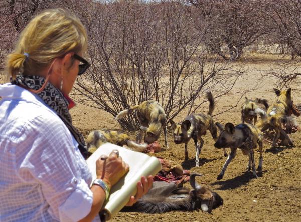 WILD DOG OF HWANGE picture