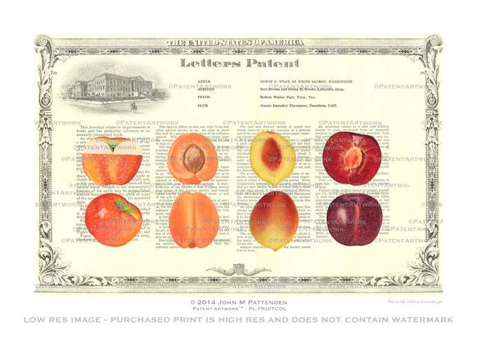 Plant - Fruit Collage Apple Apricot Peach Plum