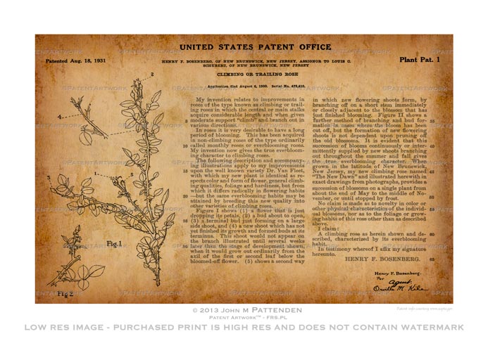 First Plant Patent