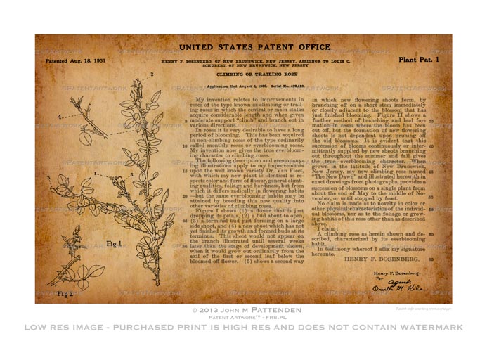 First Plant Patent picture