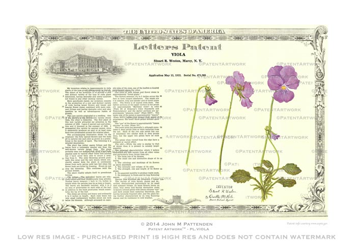 Plant - Viola picture