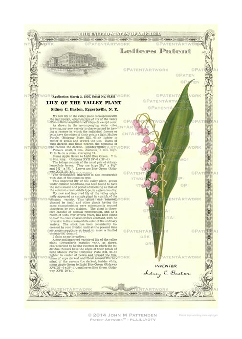 Plant - Lily of the Valley picture