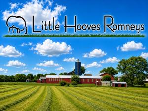 Little Hooves Romneys