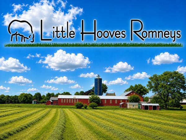 Little Hooves Romneys