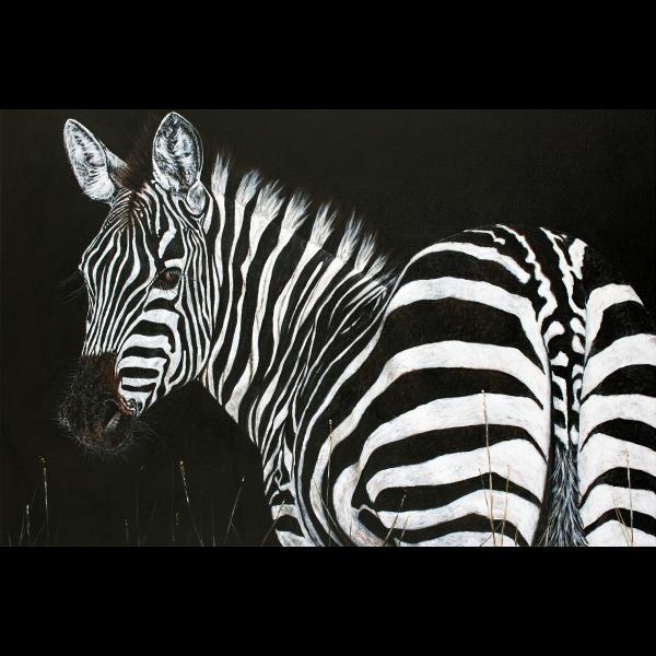 Zebra picture