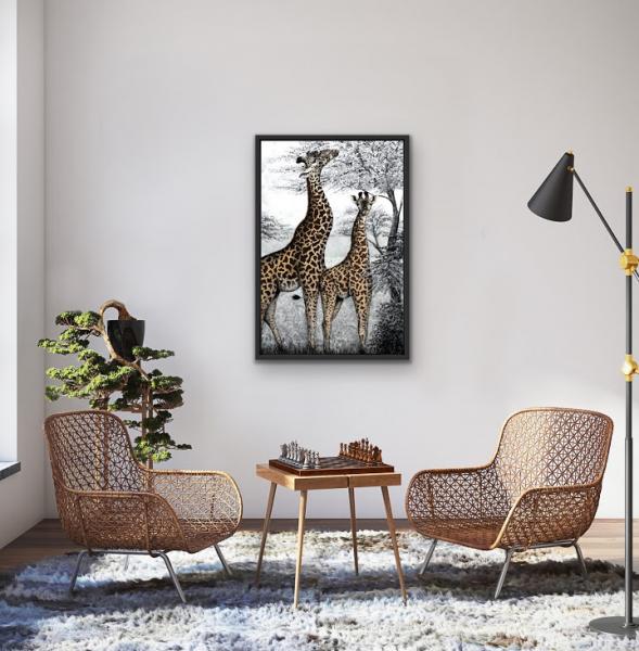Masai Giraffes picture