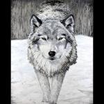 Gray Wolf