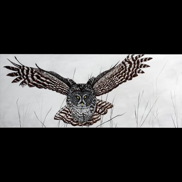 Great Gray Owl picture