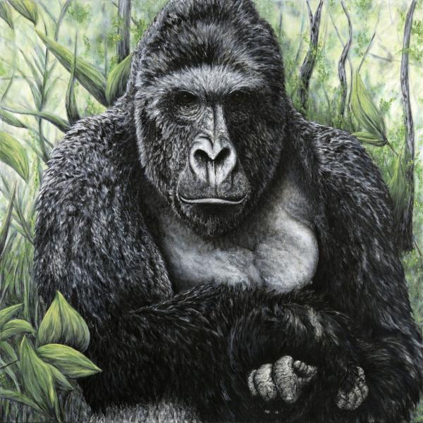 Silverback picture