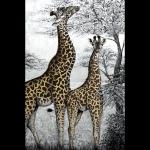 Masai Giraffes