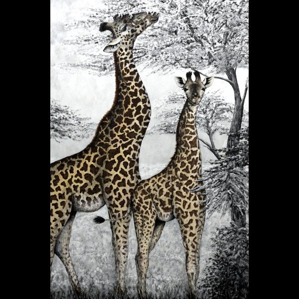 Masai Giraffes picture