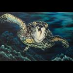 Loggerhead