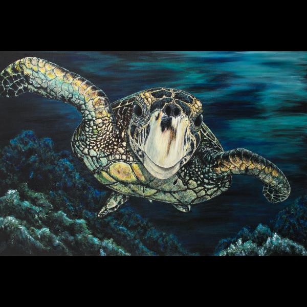 Loggerhead picture