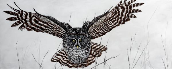 Great Gray Owl picture